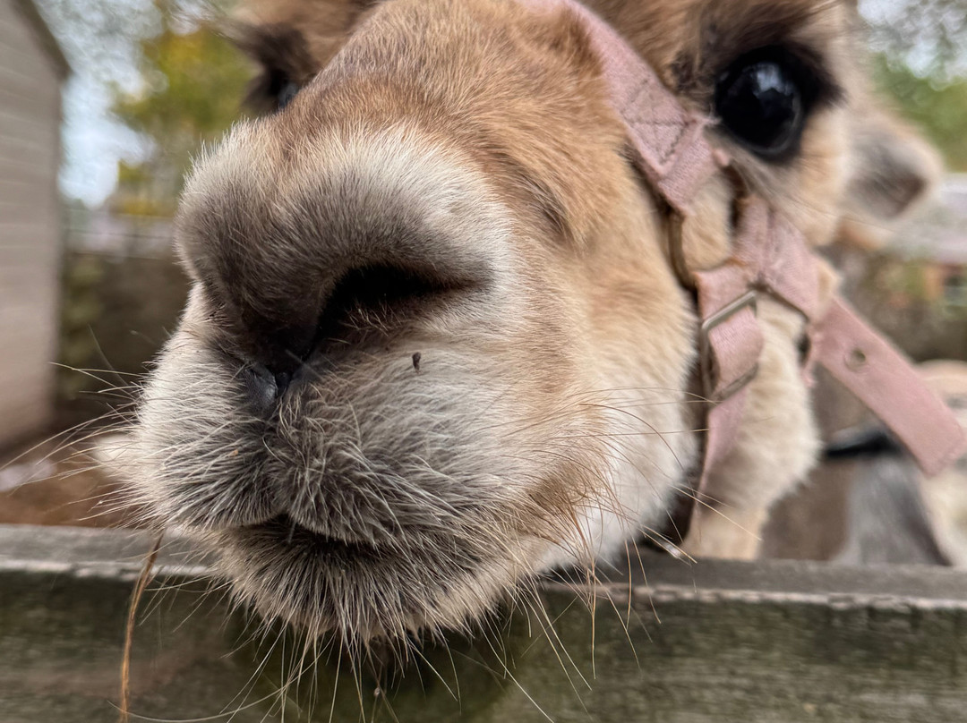 John Muir Alpacas-Dunbar必去景点