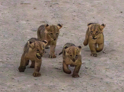 Cisticola Tours-内罗毕必去景点
