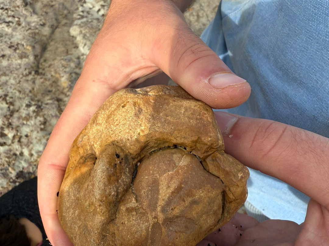 Isle of Wight Fossil Walks- Wight Coast Fossils-文特诺必去景点