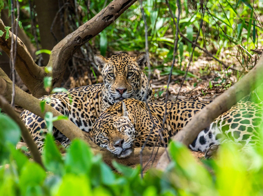 Globeenjoy-Kotte必去景点