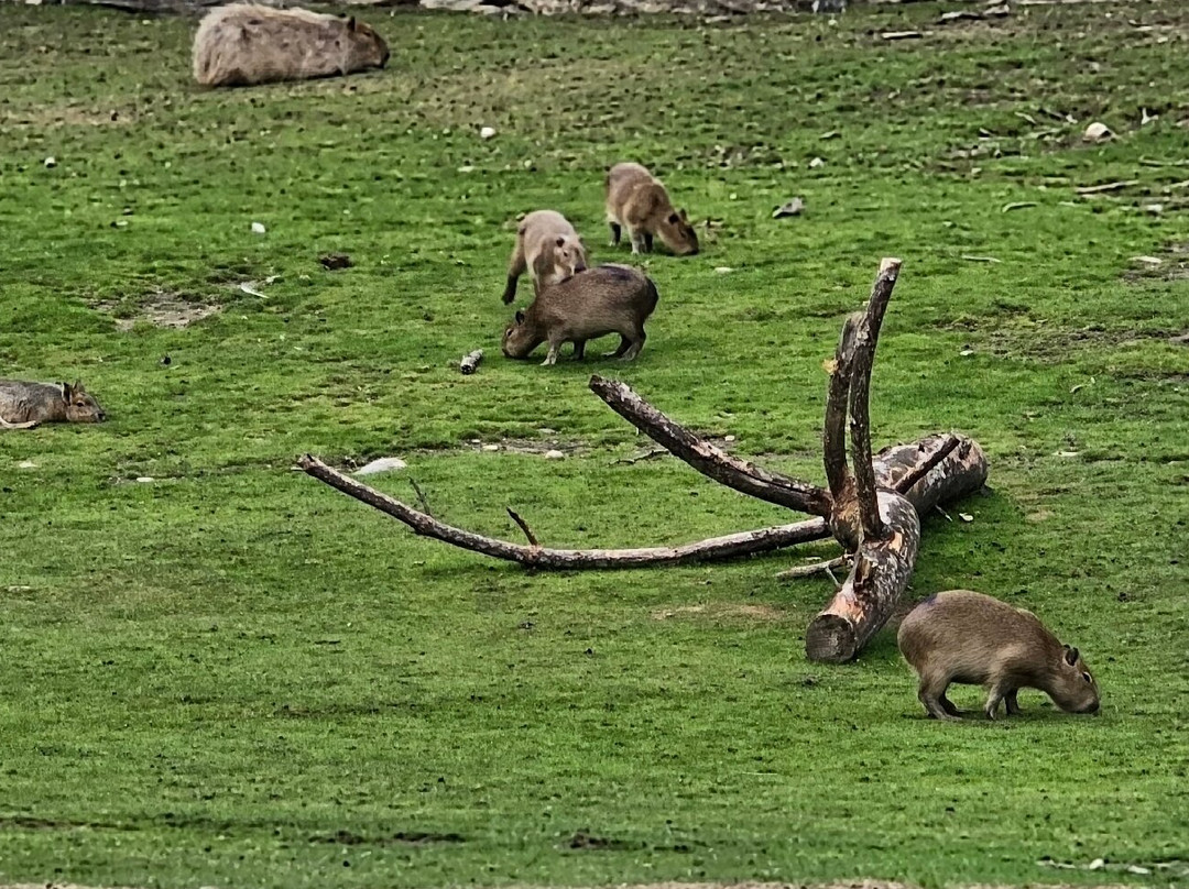 Kolmården Zoo-Kolmarden必去景点