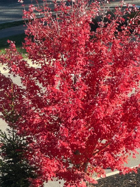 波士顿坎顿希尔顿花园酒店-官方