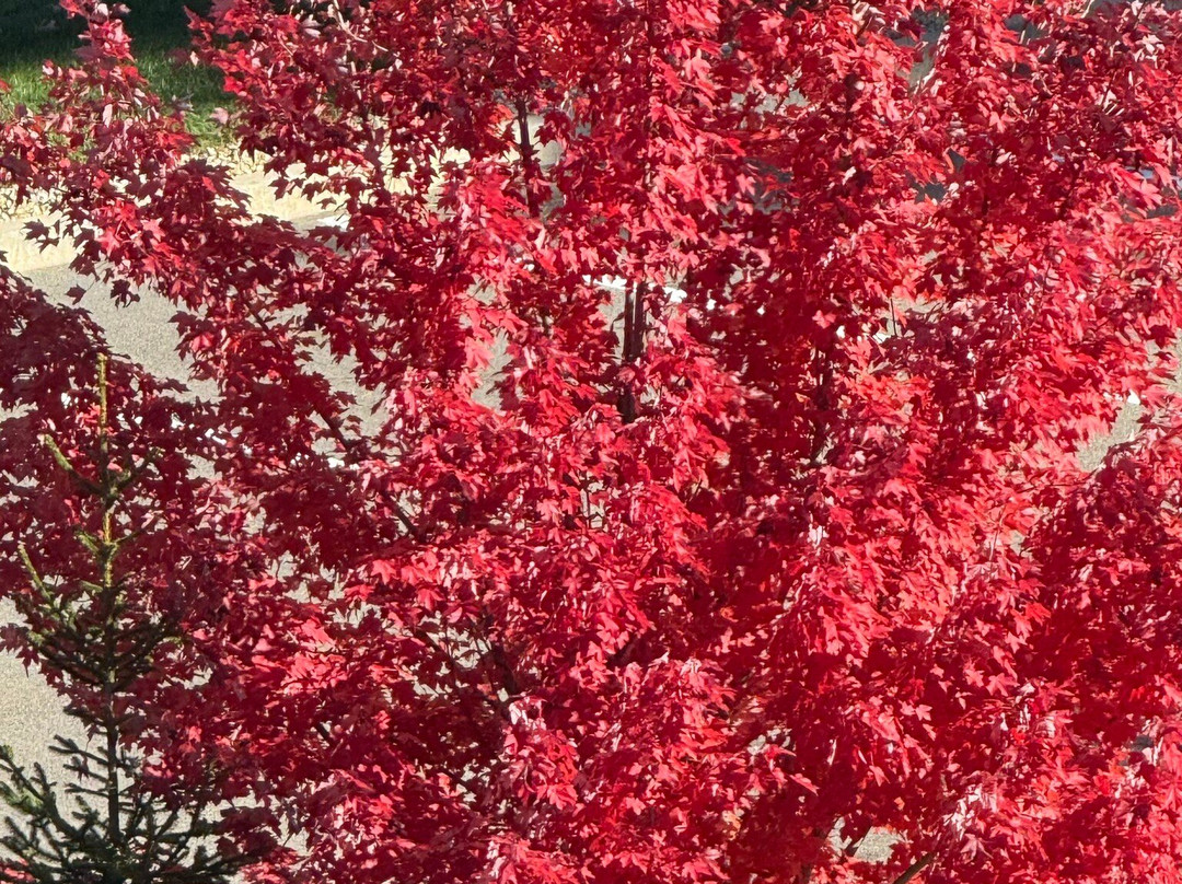 Hilton Garden Inn Boston Canton主图