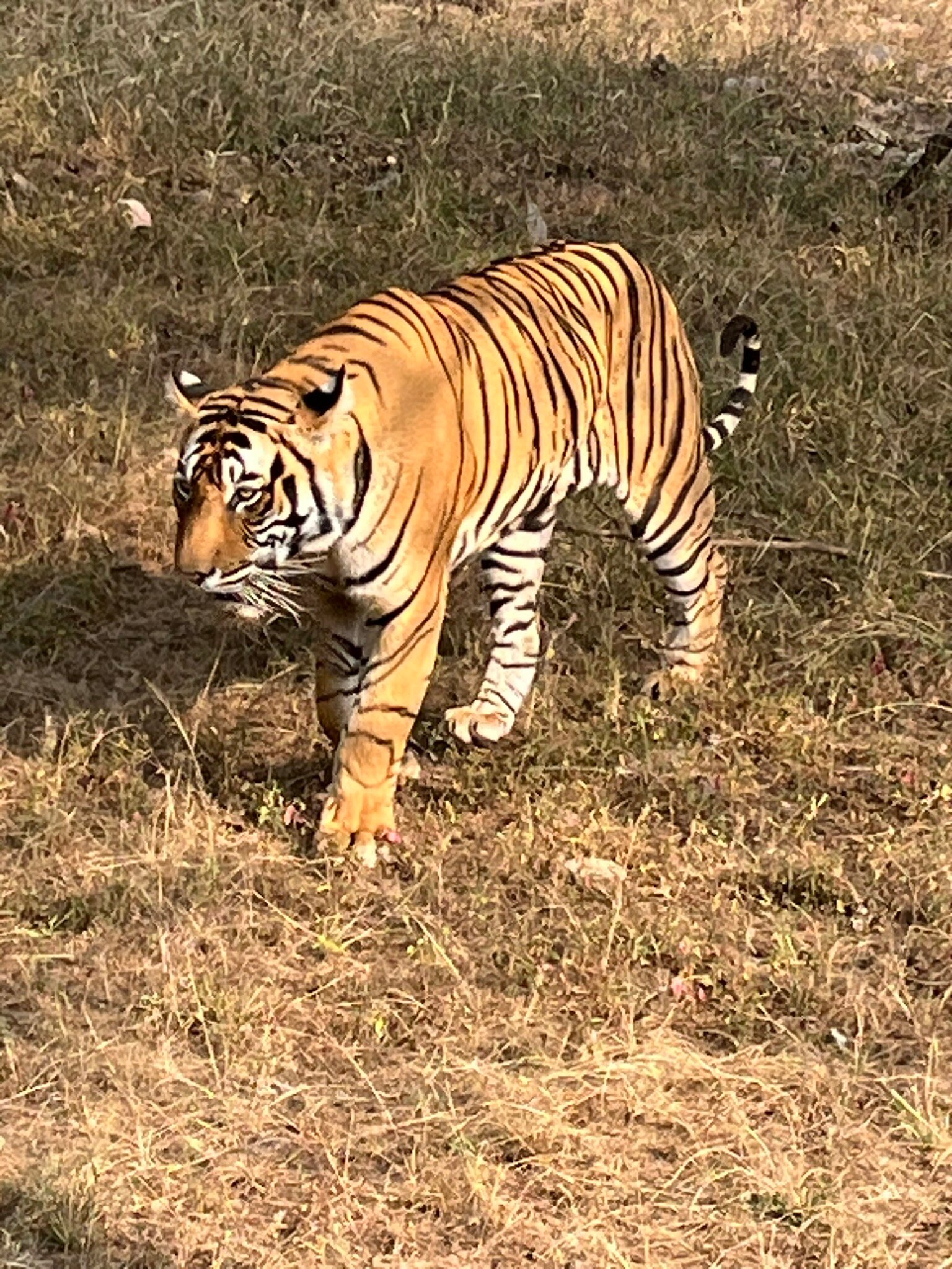 Tiger Den Resort-官方