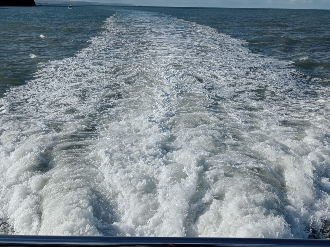 Dolphin Spotting Boat Trips (by New Quay Boat Trips)-纽基必去景点
