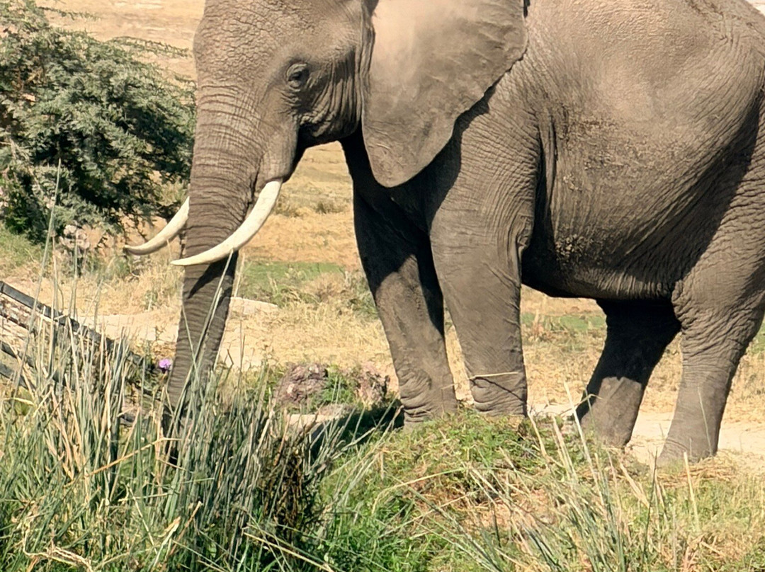 Ajkenyasafaris.com Ltd-Ruiru必去景点