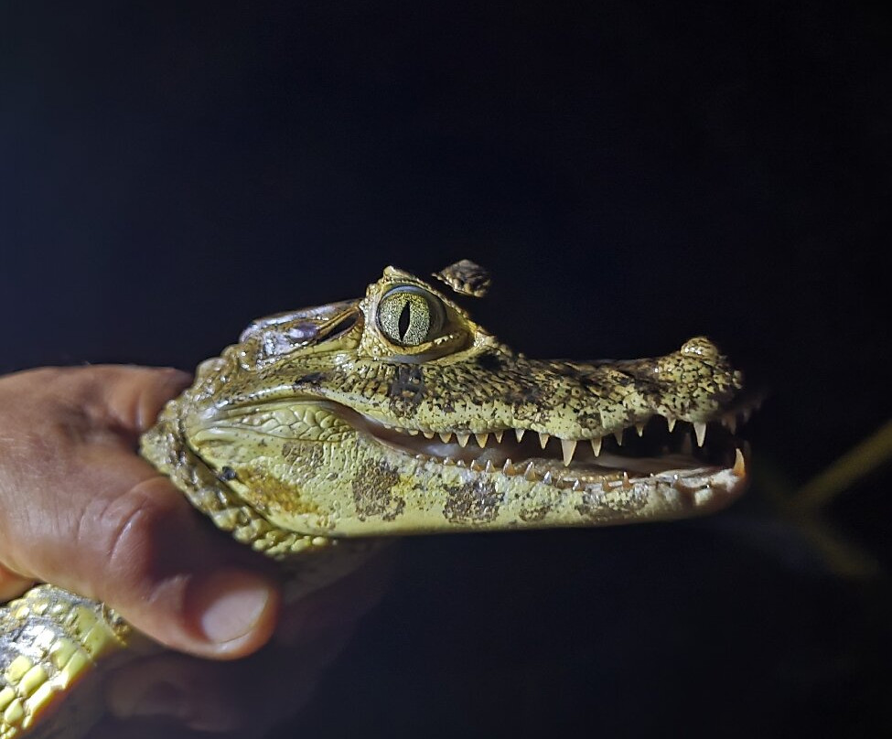 CHUCHINI Amazon Wildlife Reserve & Eco Lodge-Trinidad必去景点