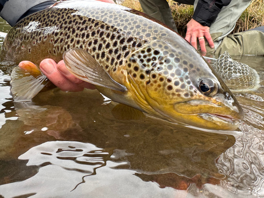 Matt Heron Fly Fishing-奥林匹克谷必去景点