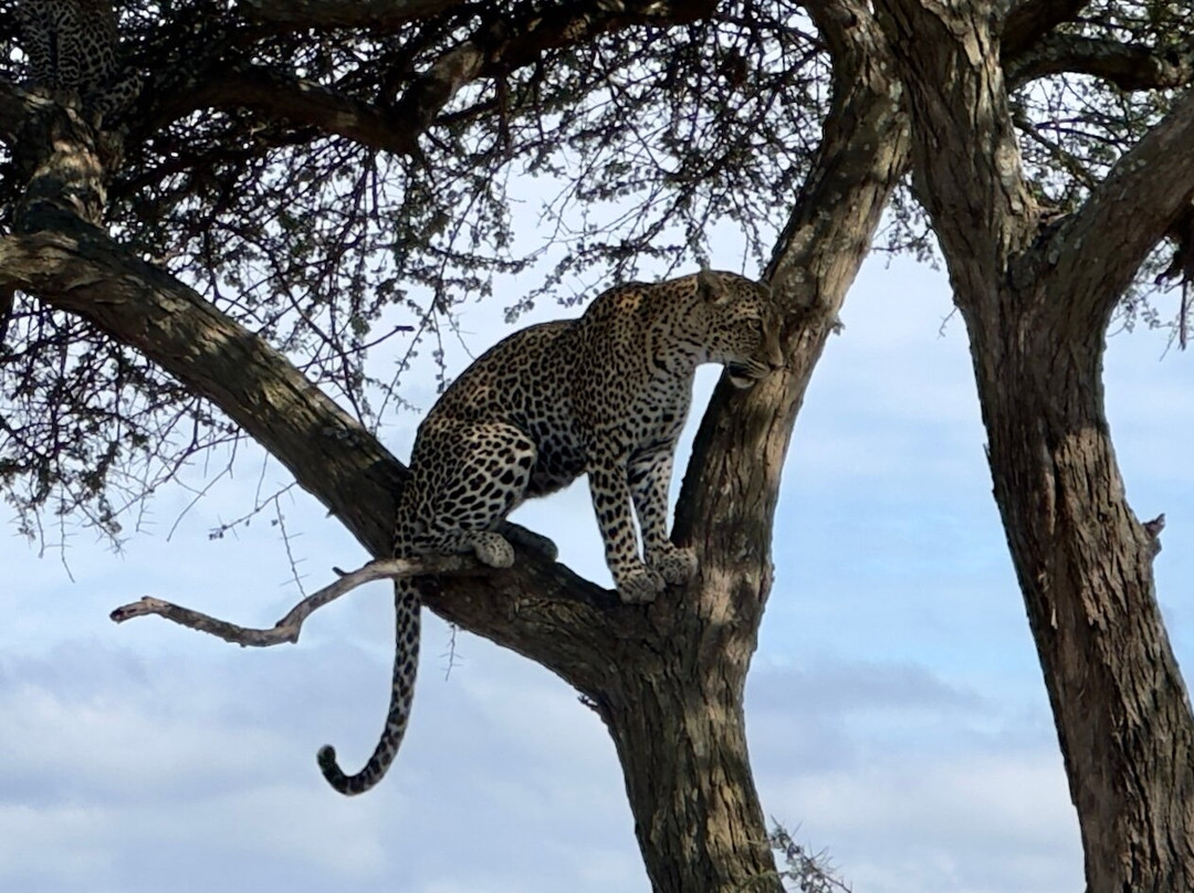 African Pangolin Safaris-Dar es Salaam必去景点