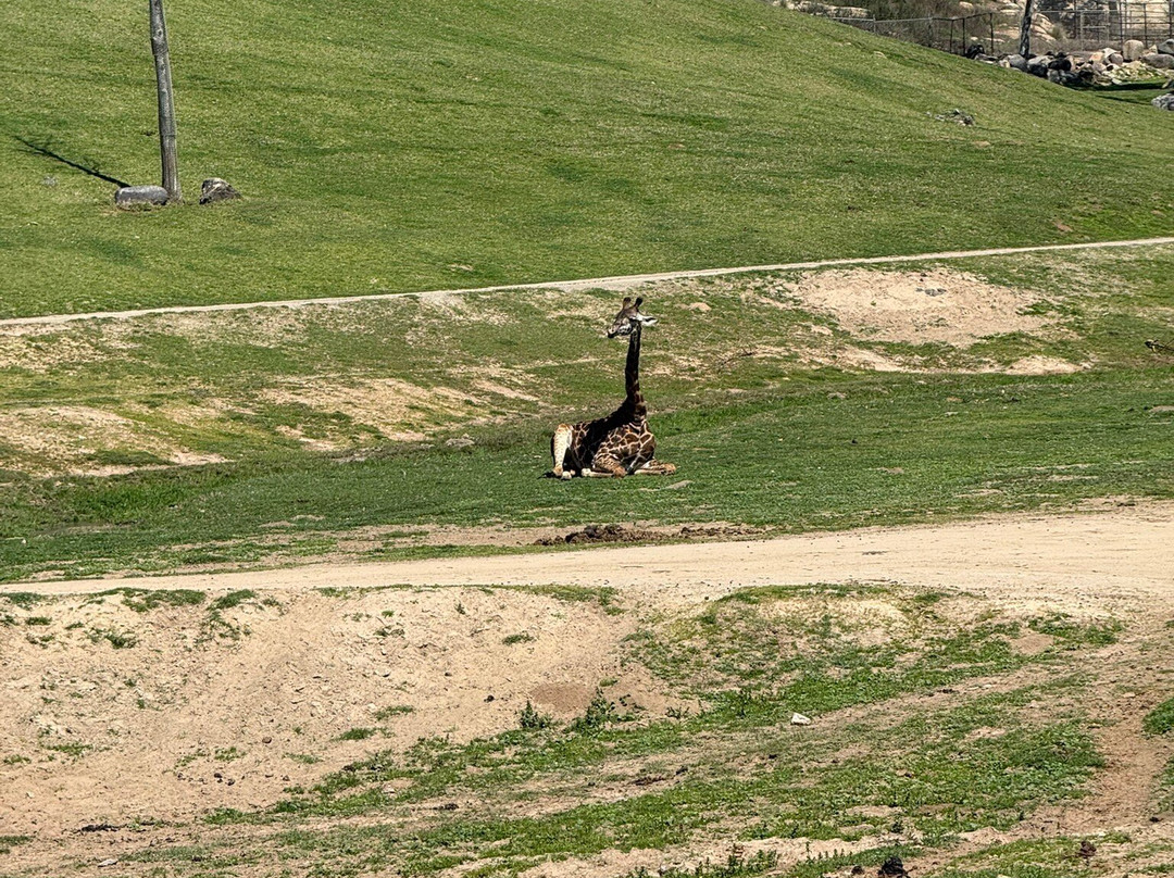 圣地亚哥野生动物公园-埃斯孔迪多必去景点