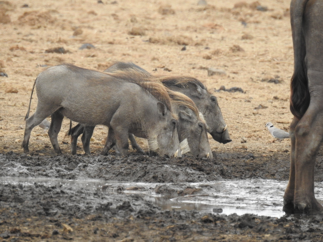 Bearded Heron Safaris-司库库札必去景点