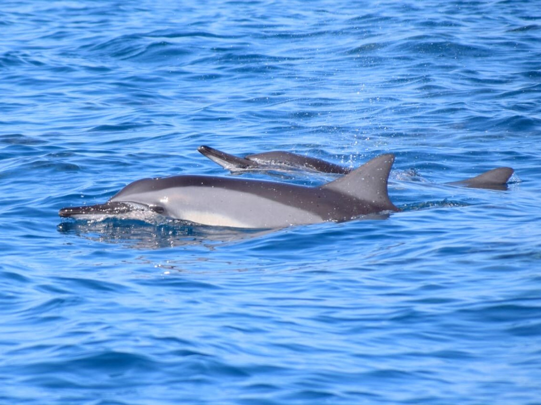 Serenity Voyages Tours-Curepipe必去景点