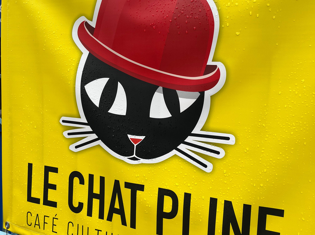 Le Chat Pline