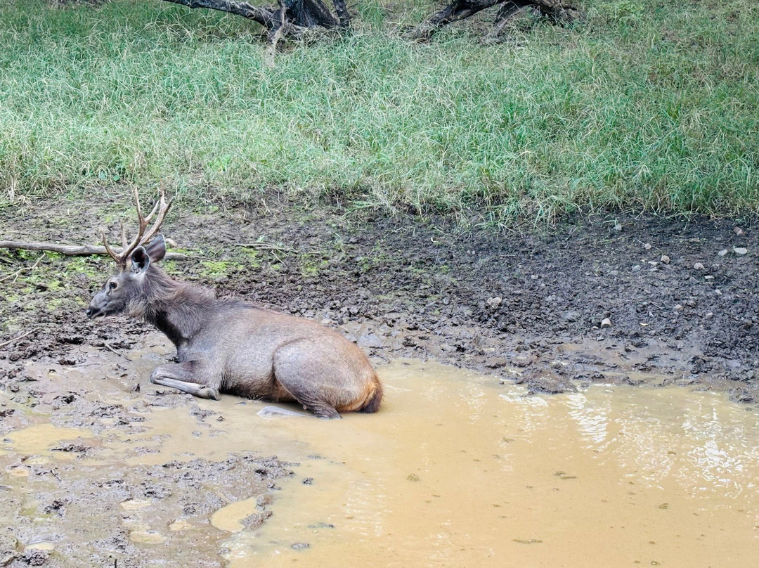 Book My Ranthambore-瑟瓦伊马托布尔必去景点