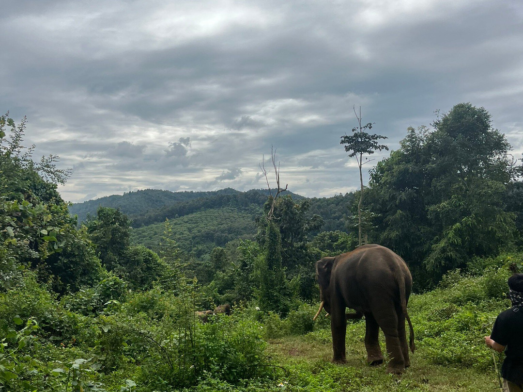 大象生态公园-清迈必去景点