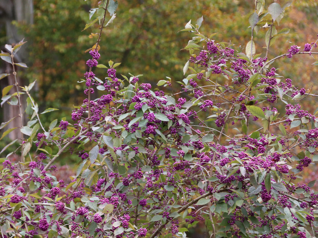 Winterthur Museum, Garden & Library-Winterthur必去景点