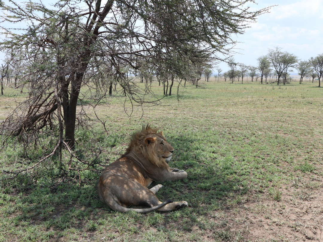 RA Safaris-阿鲁沙必去景点