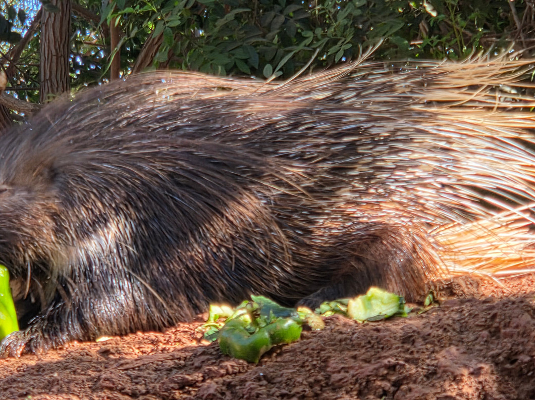 Jardin Botanico-La Lajita必去景点