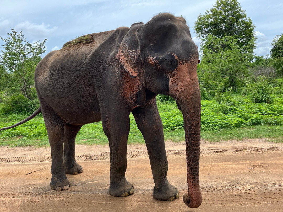 Prasanna Safari Udawalawe-乌达瓦拉维国家公园必去景点