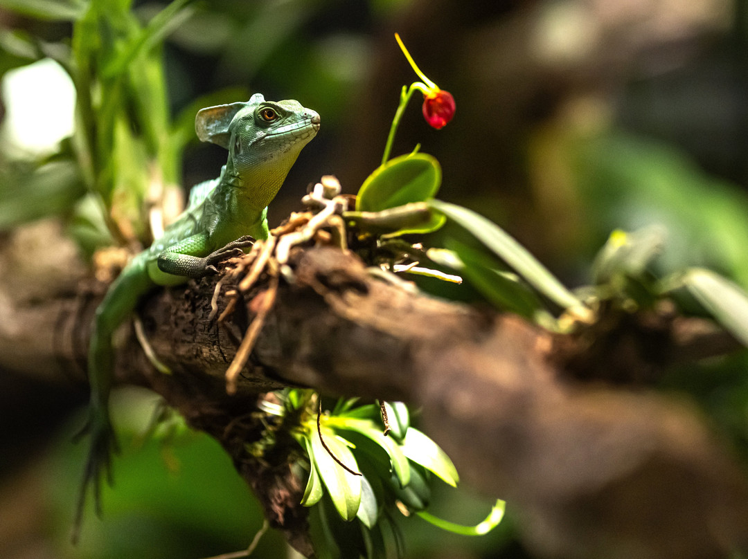 Neotropica, Postojna, Slovenia-波斯托伊纳必去景点