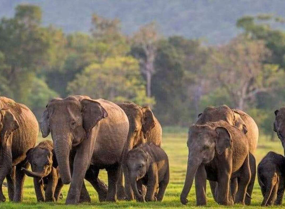 Sigiriya Ceylon Tours-锡吉里亚必去景点