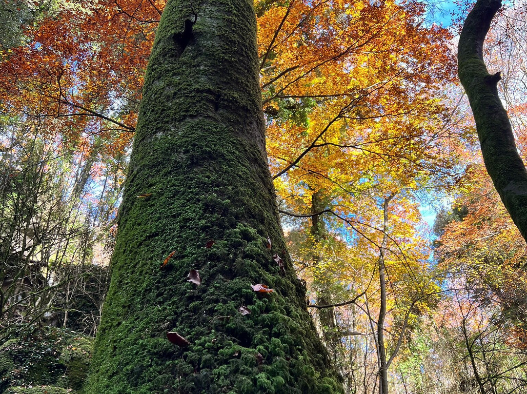 Bufadors de Bevi-Santa Maria de Besora必去景点