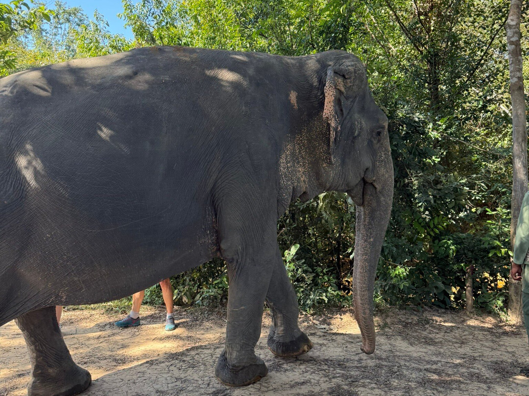 Kulen Elephant Forest-暹粒必去景点