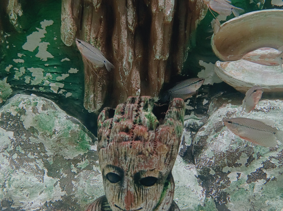 Aquarium Paradise-班加罗尔必去景点