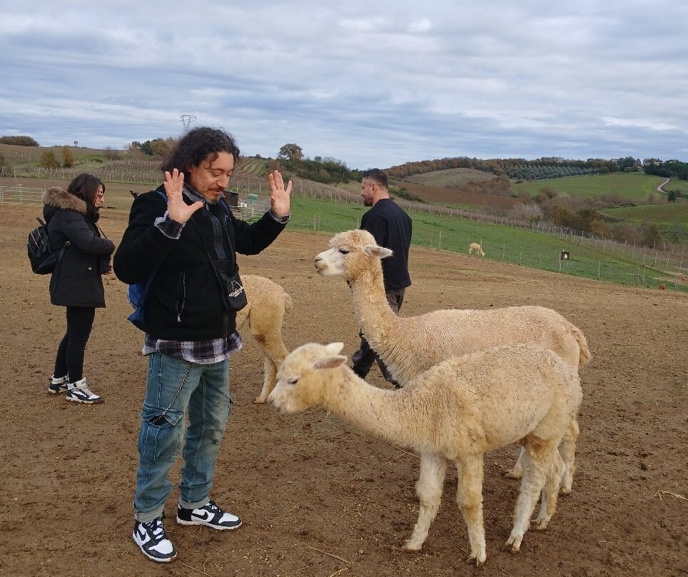 Albus Alpacas-Sasso d'Ombrone必去景点