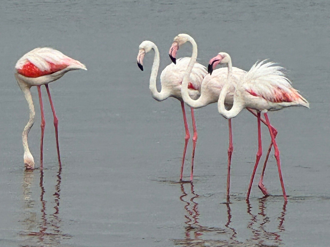 Desert Dunes & Dust Tours-斯瓦科普蒙德必去景点