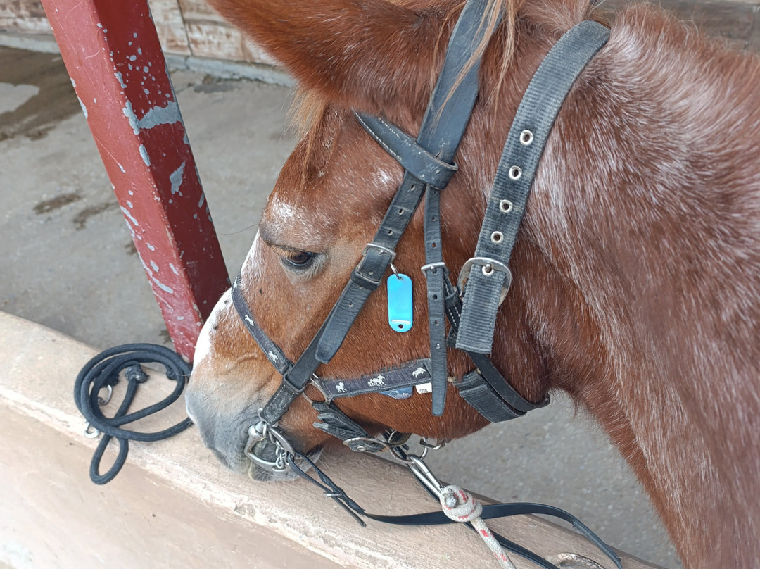 Erika's Horse Farm Kos-Marmari必去景点