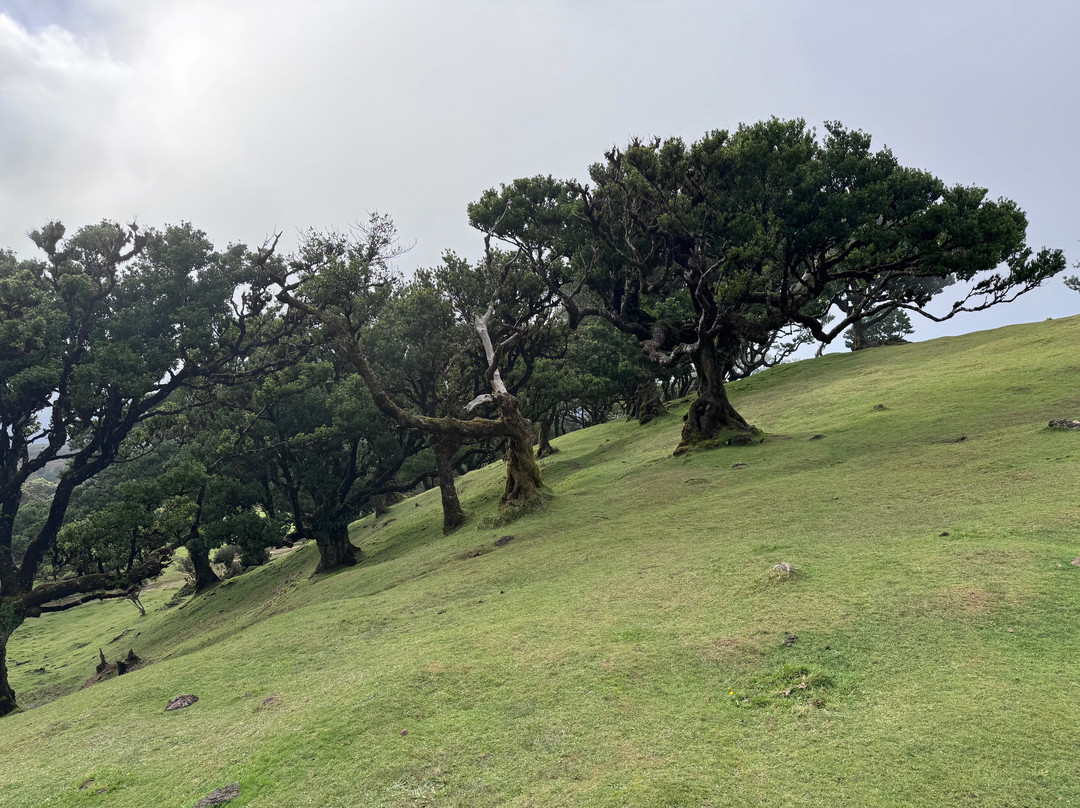 Posto Florestal Fanal-莫尼什港必去景点