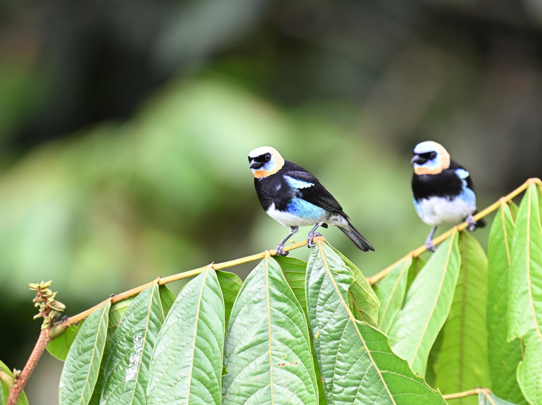 Geo Natura Tours-圣拉蒙必去景点