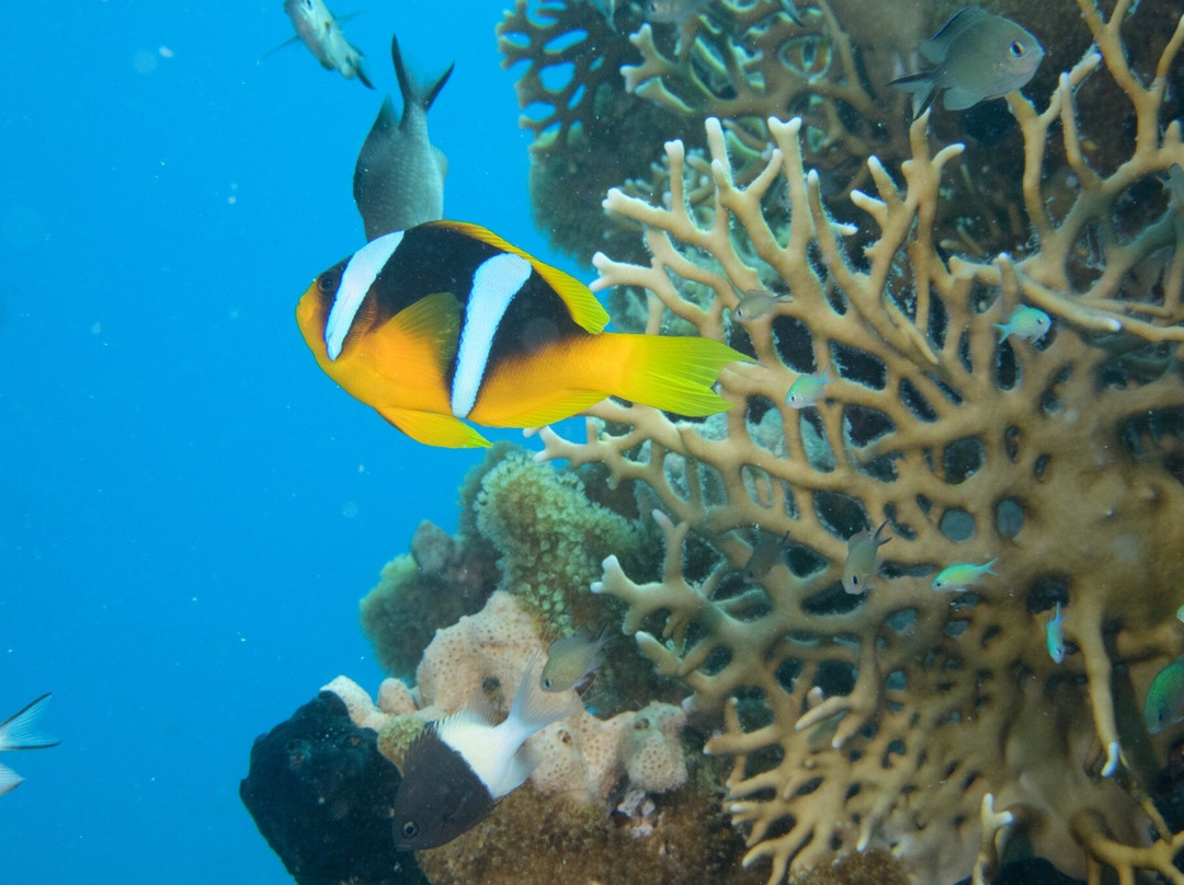 SUBEX Diving Center - Baron Palace-赫尔格达必去景点