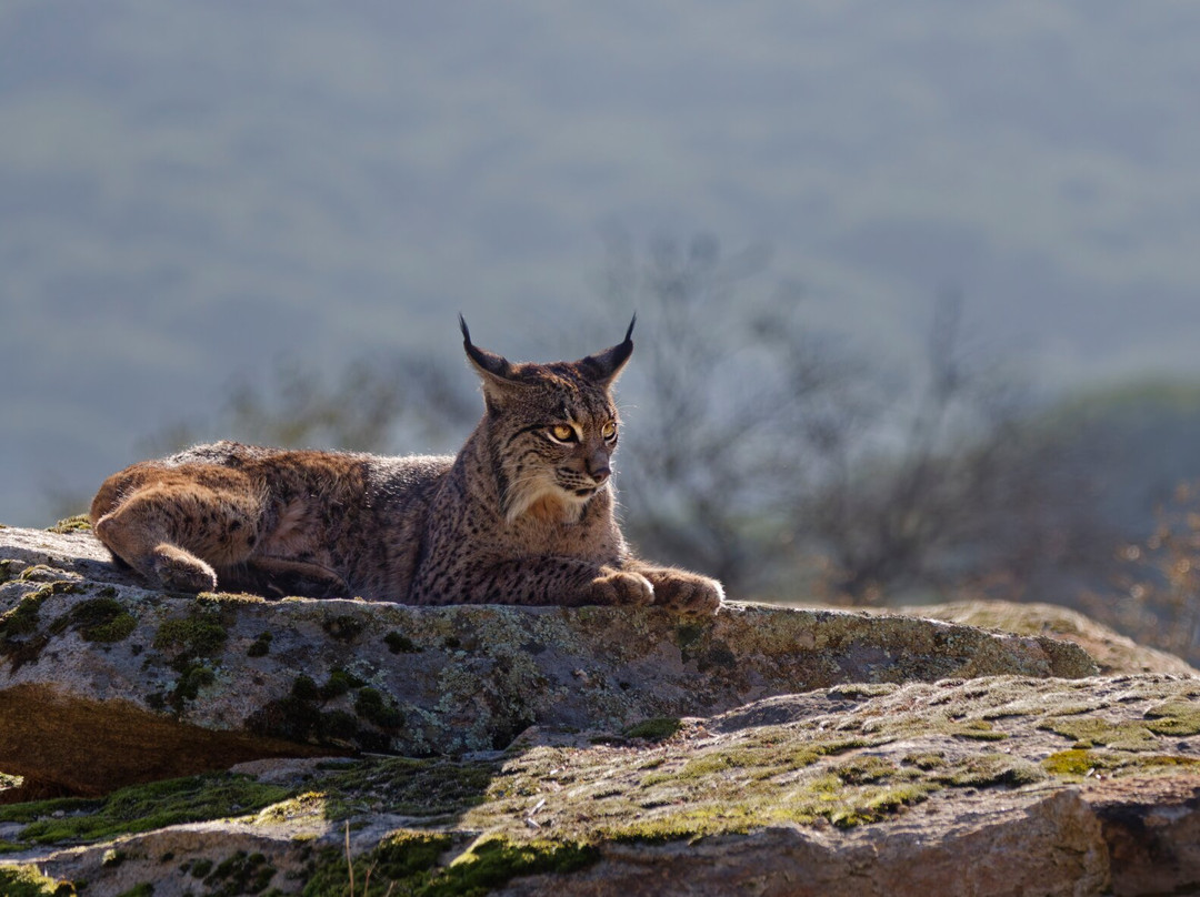 Birds&Lynx Ecotourism-La Carolina必去景点
