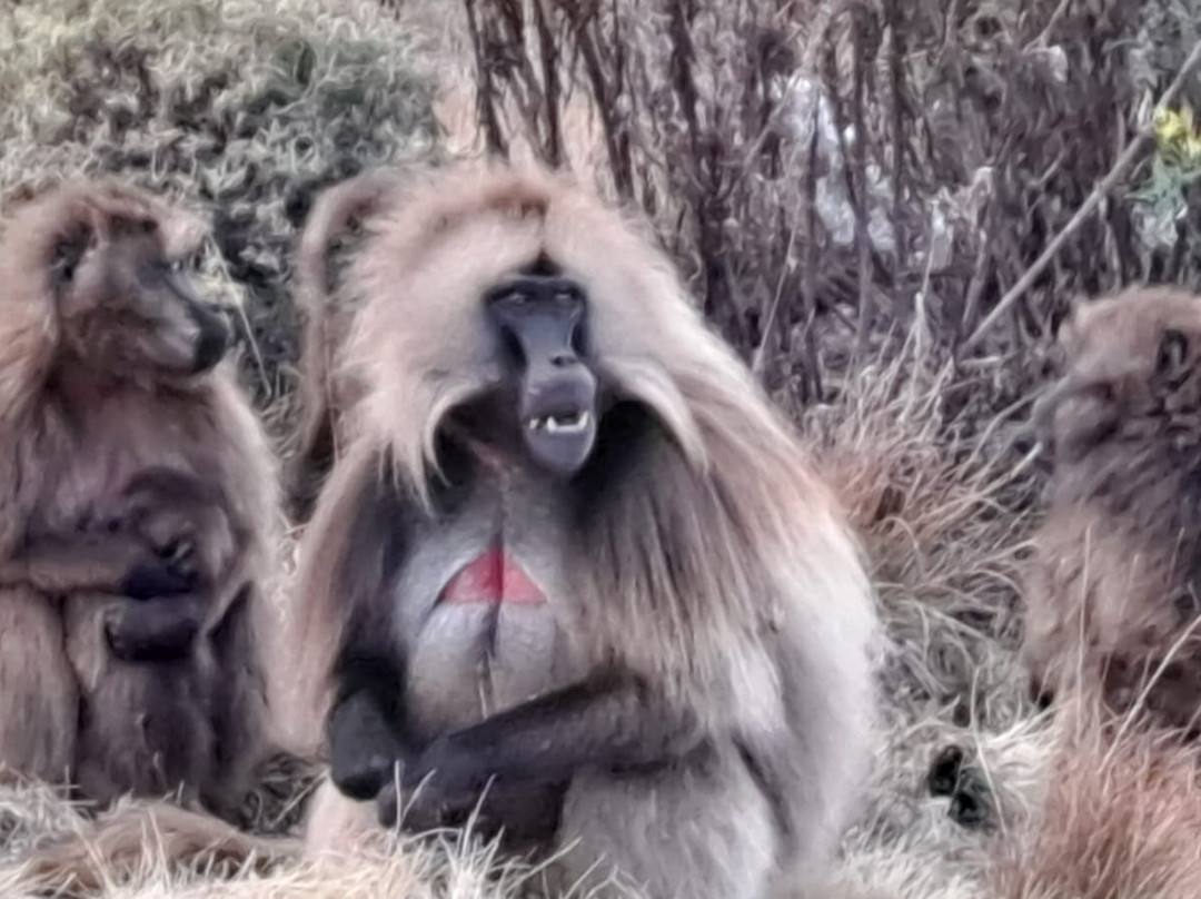 Imagine Ethiopia Tours - Day Tours-亚的斯亚贝巴必去景点