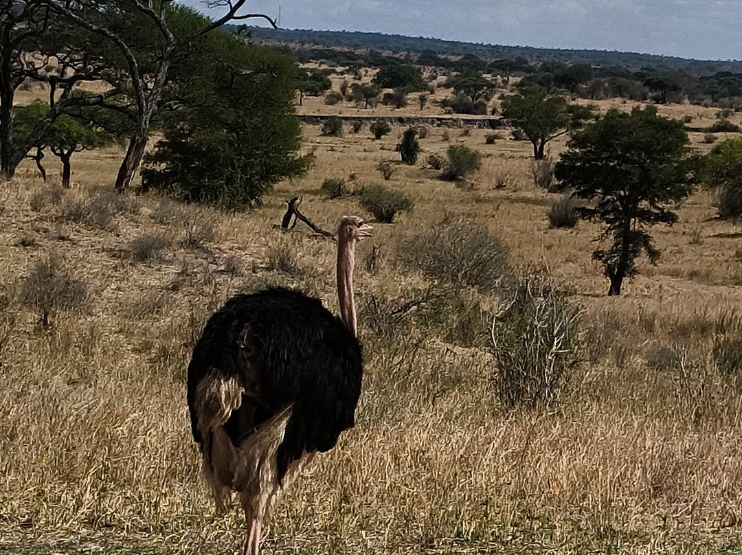 Wajefya Expeditions Ltd-Arusha Chini必去景点