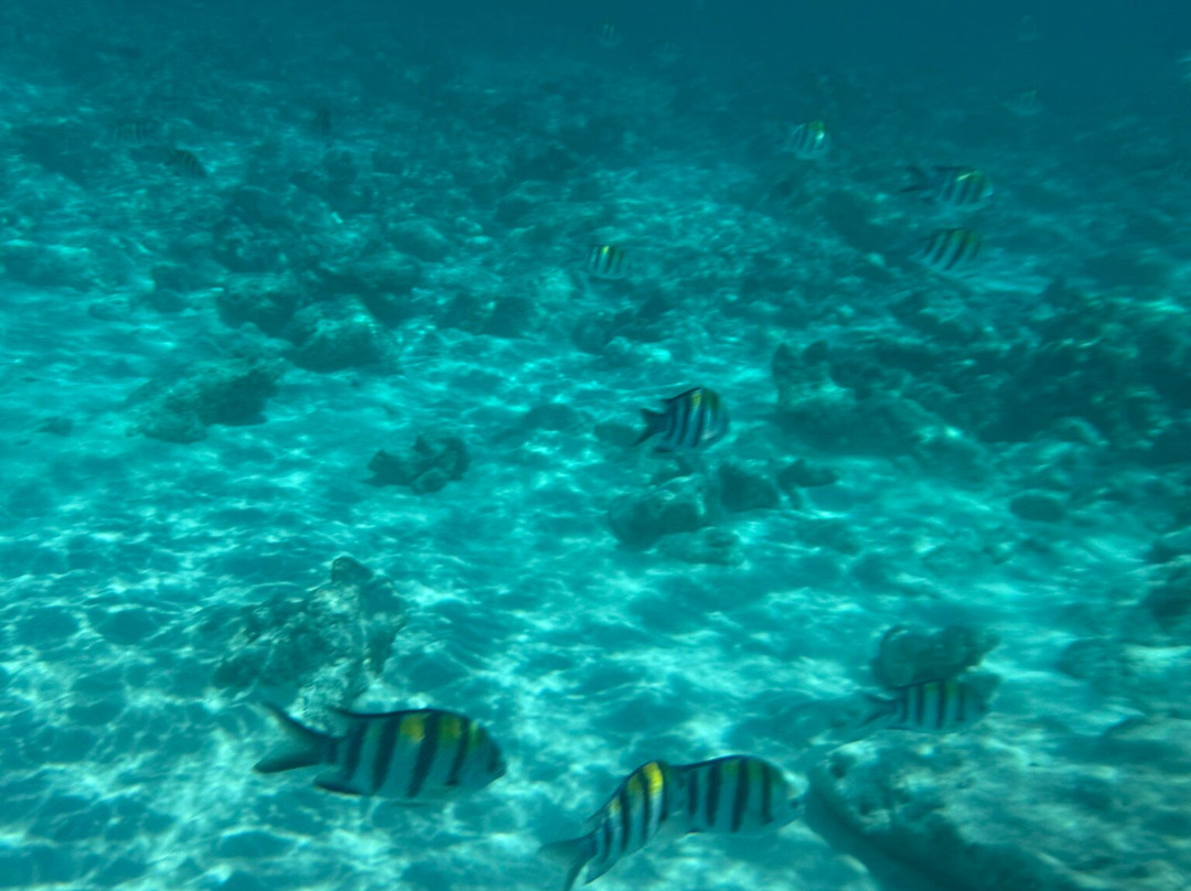 African Queen Dhow-Kendwa必去景点