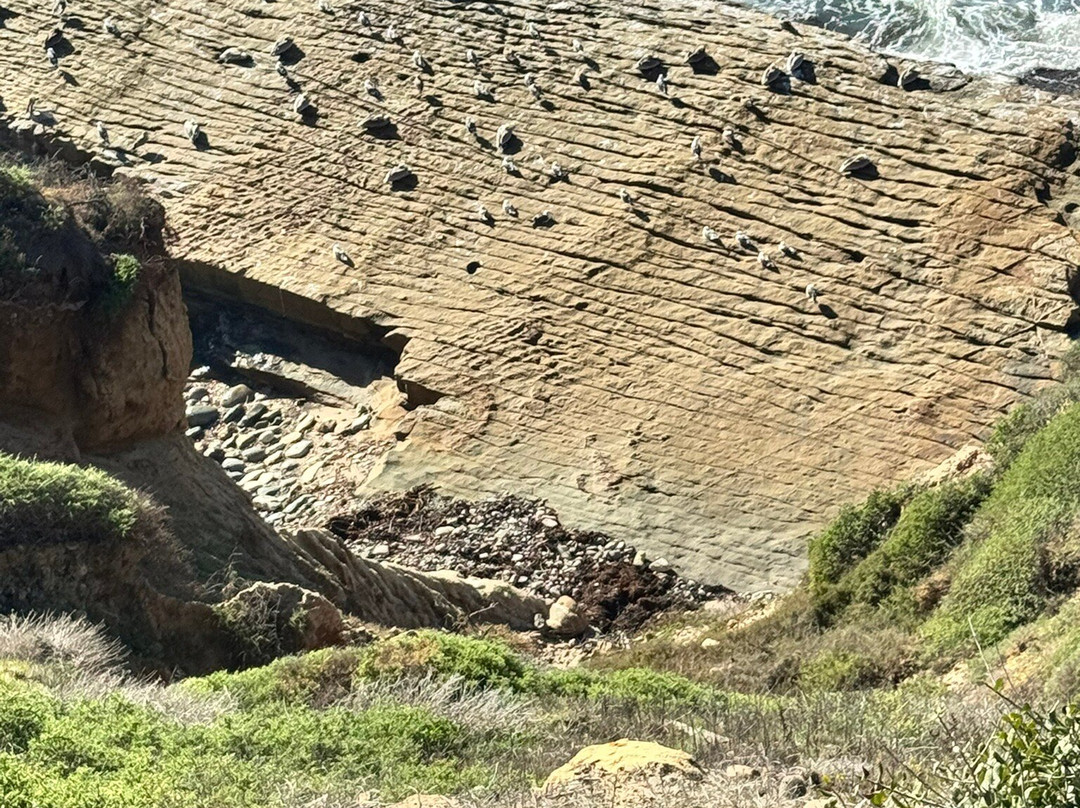 Cabrillo Tide Pools-圣地亚哥必去景点