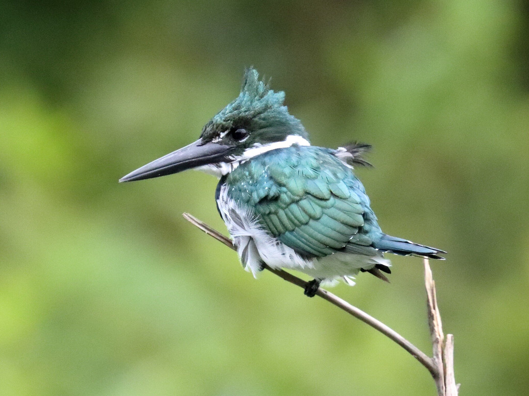 Pantanal Jaguar Safaris-Chapada dos Guimaraes必去景点