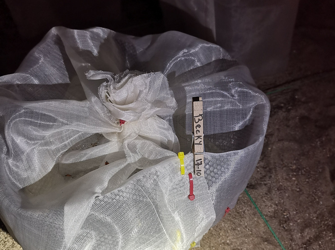 Save The Turtles Playa Venao-维纳欧海滩必去景点