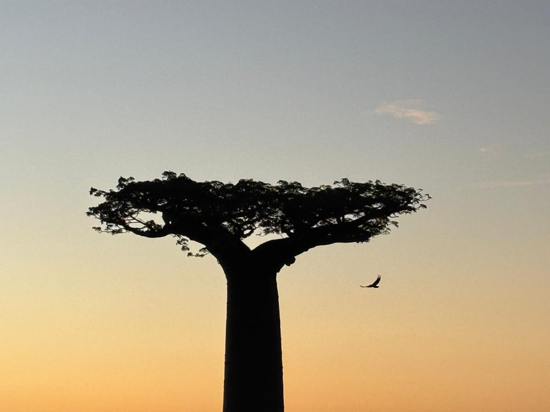 Ismail Tour guide Madagascar-安塔那那利佛必去景点