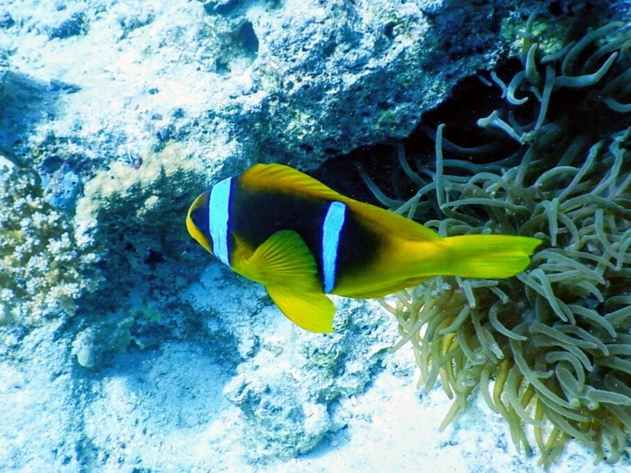 Ducks Diving Safaga-Safaga必去景点