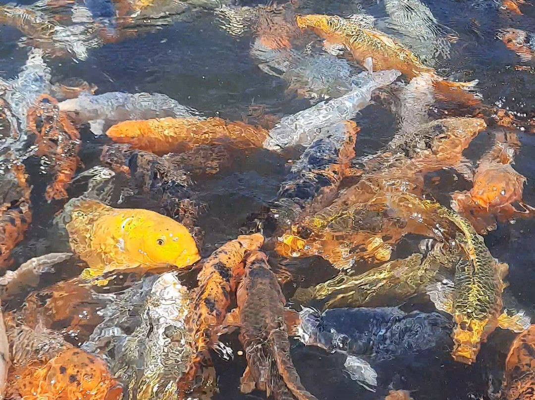 Granja Educativa De Lonquen-圣地亚哥必去景点