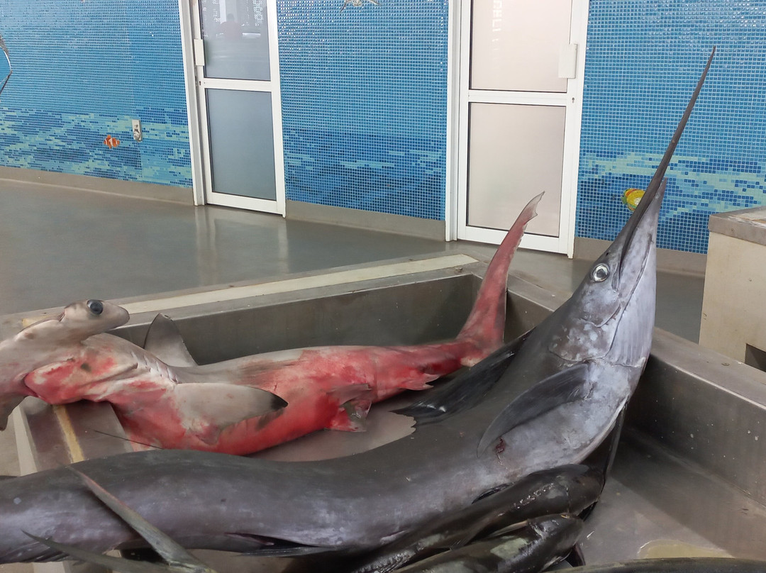 Mutrah Fish Market-马斯喀特必去景点