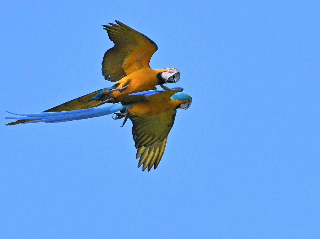 Nariva Swamp-特立尼达必去景点