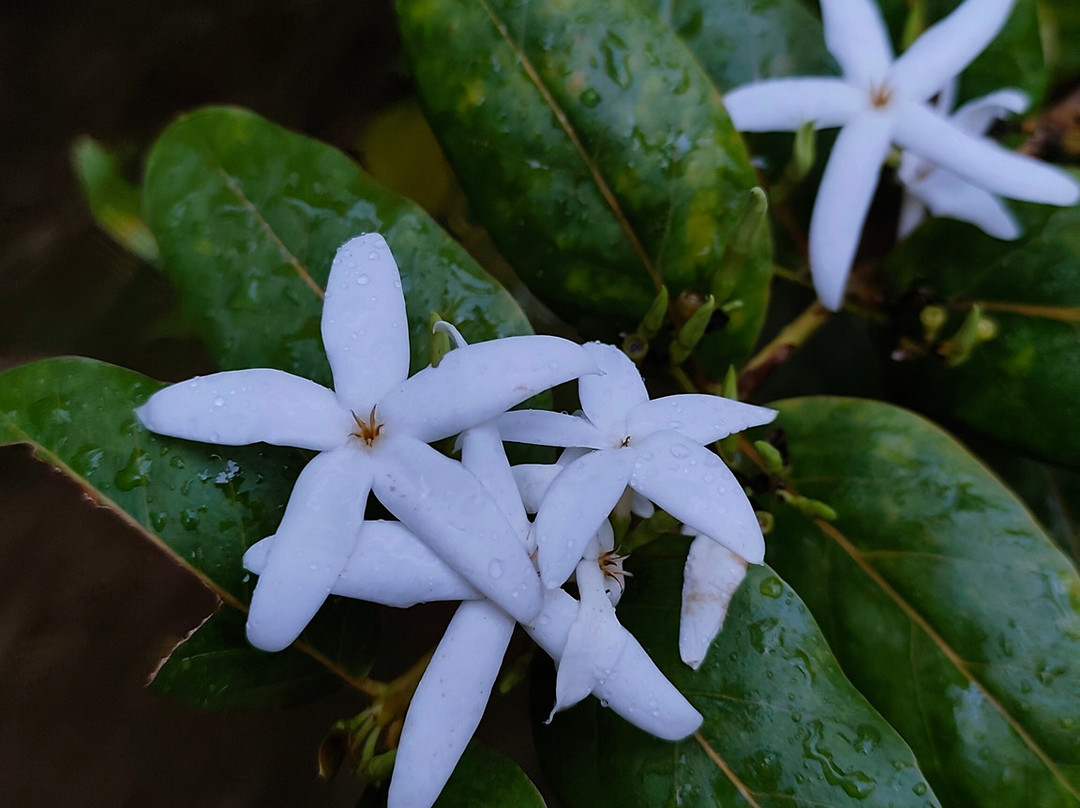 Grande Montagne Nature Reserve-罗德里格斯岛必去景点