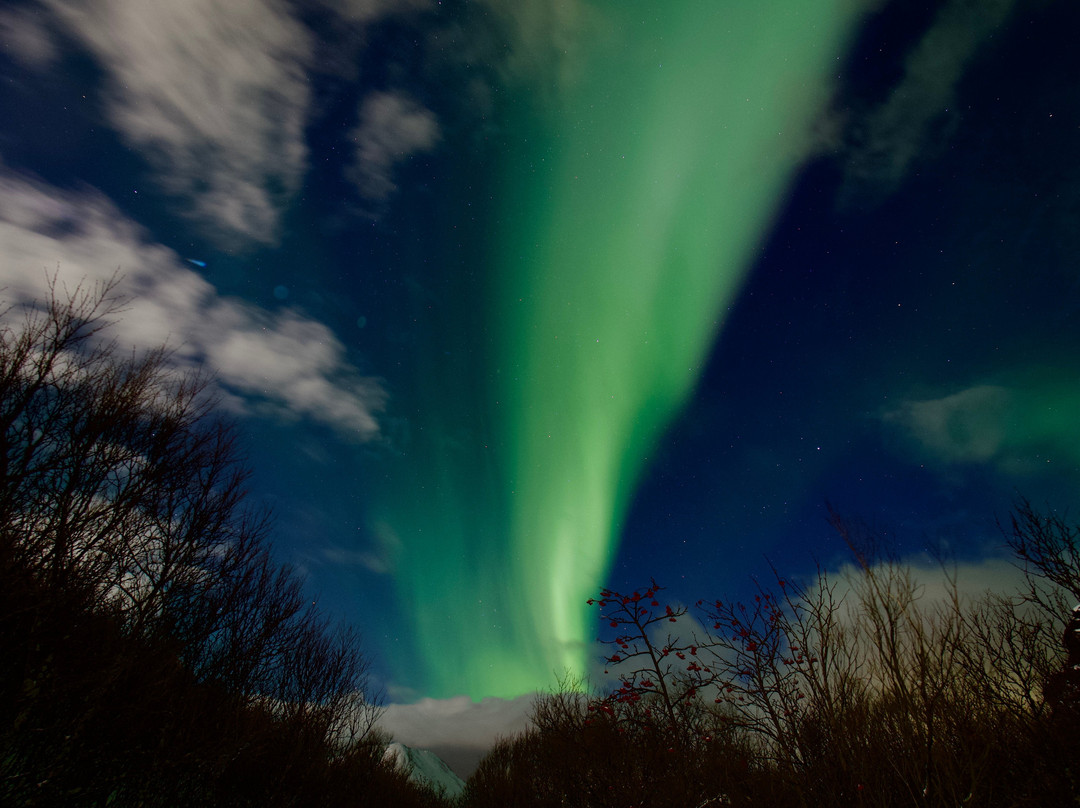Majestic Whale Encounters-Foa Island必去景点