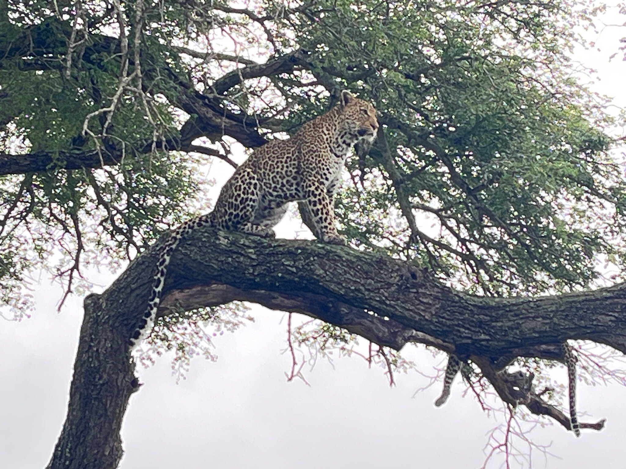 阿拉修萨野生动物园酒店-官方