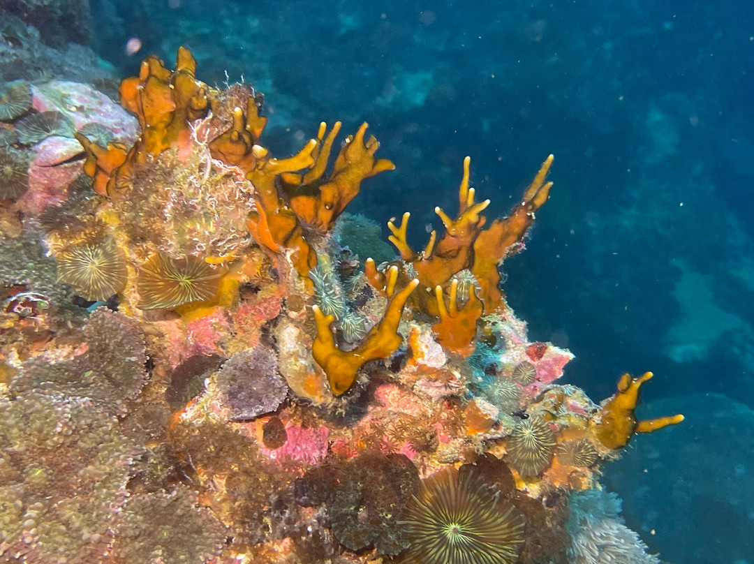 French Kiss Divers-妈妈拍丝瓜岛必去景点